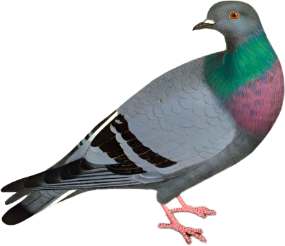Pigeon